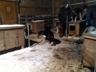 Nate and Rachel's sled dog yard attached to the house.