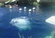 The splash after I jumped in. Look how blue that water is.