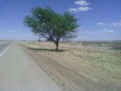 What is this? A tree grown naturally?