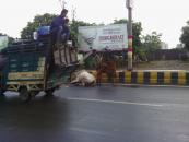 These cattle were waiting in the road to greet us in front of our Hotel in Agra.