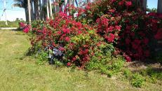 Pretty flowers